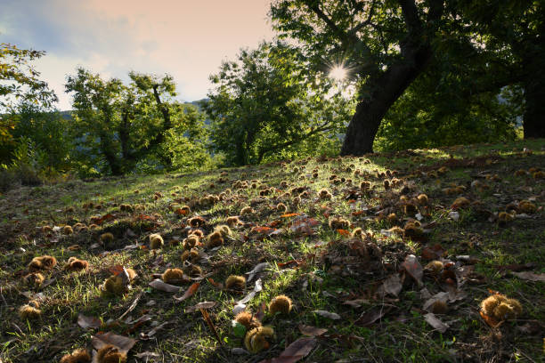 Castagne raccolte in un castagneto sulle montagne toscane